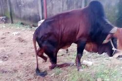 Đàn bò hàng trăm triệu đồng bị kẻ gian chém đứt chân ở Nghệ An