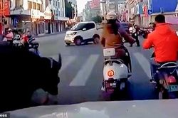 Clip trâu 'điên' xổng chuồng, húc bay người phụ nữ đang chờ đèn đỏ