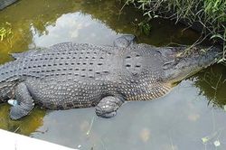Cá sấu cũng chết đuối - chuyện lạ gây sốc cho cả chuyên gia