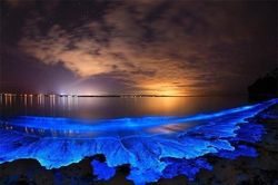 Ngỡ ngàng trước bãi biển phát sáng kỳ ảo ở Maldives