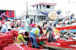 Kinh tế Kinh tế Vụ cá Bắc trong trăm ngàn thứ khó