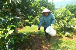 Nông dân Nghệ An tìm cách thích ứng với giá phân bón 'leo thang'