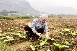 Mai Châu phát triển cây trồng thế mạnh bằng sản xuất xanh