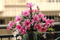 Hoa mộc lan thơm quyến rũ, sang chảnh được chị em ráo riết săn lùng; máy giặt sấy giảm giá 'sập sàn' dịp Black Friday