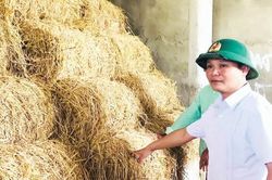 Kinh tế Dự trữ thức ăn, đưa gia súc về chuồng trại mùa rét