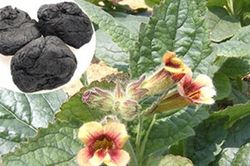 Kết hợp Đông y từ các bài thuốc bổ huyết, hoạt huyết, phá ứ trong việc hỗ trợ điều trị F0