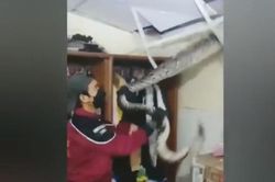 Con trăn ẩn nấp ở ngay trần nhà sau khi ăn thịt mèo cưng