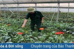 Nông dân chăm sóc cây trồng phục vụ tết nguyên đán