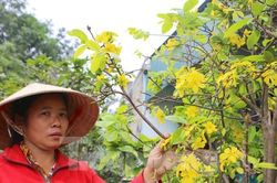 Mai Kỳ Nam nở sớm, dân thấp thỏm lo mất Tết