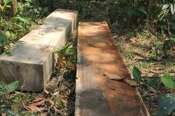 Cách chức cán bộ xã vì chứa gỗ trái phép trong nhà