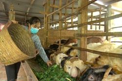Người nuôi dê ở Đồng Nai 'khóc ròng' do không có đầu ra