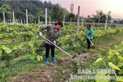 Khởi nghiệp từ sản xuất nông nghiệp công nghệ cao kết hợp với du lịch trải nghiệm: Hướng đi mới trong phát triển kinh tếTin khácPhấn đấu bệnh viện luôn là 'vùng xanh' trong phòng chống dịchThông báo nội dung kỳ họp thứ sáu (kỳ họp chuyên đề) HĐND tỉnh khó