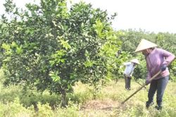 Hải Lăng phát triển nông nghiệp hữu cơ, nông nghiệp sạch, ứng dụng công nghệ cao