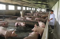HTX chăn nuôi lợn thay đổi để thích nghi với khó khăn kép