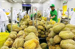 Những điểm sáng phục hồi kinh tế
