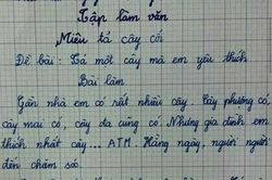 Bài văn tả cái cây của học sinh lớp 3 khiến cô giáo đứng hình