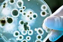 Kháng sinh điều chỉnh gene có thể chống lại sự kháng thuốc