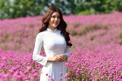 Lạc giữa vườn hoa bách nhật tím mộng mơ trong lòng Hà Nội
