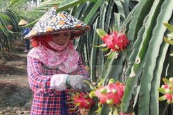 Nâng cao chất lượng sản phẩm cây ăn trái