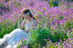 Mê mẩn cánh đồng cúc bách nhật tím lịm giữa lòng Thủ đô