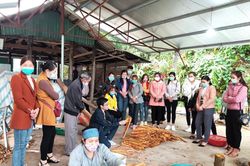 Đánh giá kết quả thực hiện mô hình cải tiến tổ chức quản lý sản xuất quế hữu cơ