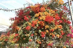 Hoa giấy ngũ sắc khổng lồ giá 160 triệu đồng chờ đại gia xuống tiền chơi Tết
