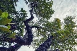 Ngắm thân hình xù xì của cây mít cổ thụ hơn 500 tuổi