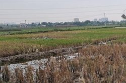 Hải Phòng: Tạm đình chỉ công tác 2 lãnh đạo phường phục vụ công tác điều tra