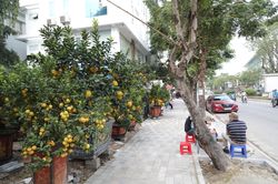 Bưởi cảnh, chanh tứ quý 'nô nức' xuống phố đón Tết sớm