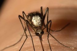 Cuba: Phát hiện muỗi Aedes vittatus có thể truyền bệnh sốt xuất huyết