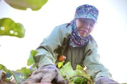 Khoai lang Nhật ruột vàng bám rễ trên đất Lộc Hà