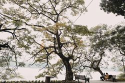 Những khoảnh khắc lãng mạn của mùa đông Hà Nội