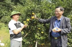 Nghệ An: Cam Bù Sen giá 80.000 - 120.000 đồng/kg khi vào chính vụ