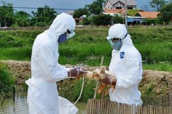 Triệu Phong: Tiêu hủy toàn bộ đàn vịt vì nhiễm cúm gia cầm A/H5N8