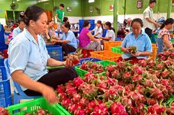 Khuyến cáo tạm dừng đưa hàng lên biên giới