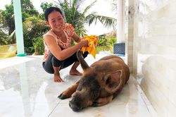 Chú heo hiểu tiếng người được vợ chồng miền Tây cưng như con, ngủ phải nằm nệm, giăng mùng