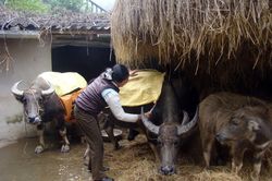 Không thả rông gia súc nếu nhiệt độ xuống dưới 13 độ C