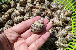 Khánh Hòa: Đặc sản ốc hương được chứng nhận bảo hộ chỉ dẫn địa lý