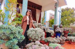Gặp cú sốc lớn, cô gái trẻ ươm mầm 1.000 chậu sen đá làm kỷ niệm tặng bà nội