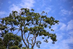 Hàng nghìn con vạc trú ngụ ở ngôi chùa trăm tuổi xứ Kiên Giang