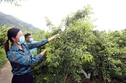 Bảo hộ sở hữu trí tuệ cho nông sản địa phương