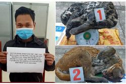 Bắt giữ đối tượng ở Thanh Hóa tàng trữ 2 cá thể báo gấm và beo lửa