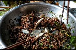 Gỏi cá nhảy - Món ăn kinh dị nhưng hấp dẫn lạ lùng của núi rừng Tây Bắc