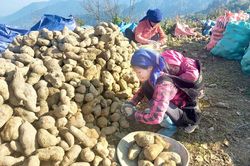 Bát Xát: Củ hoàng sin cô giá giảm một nửa, cần khẩn trương tìm đầu ra