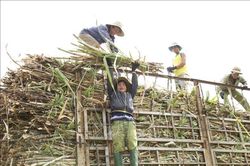 Vị ngọt từ mía