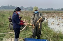 Mô hình trồng sen Nhật lấy củ cho hiệu quả kinh tế cao