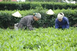 Nhãn hiệu tập thể 'Chè Thái Nguyên' chính thức được bảo hộ tại Nga, Nhật Bản, Hàn Quốc