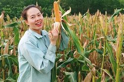 Cô gái Nùng về quê làm mì ngô, đặt mục tiêu xuất khẩu