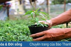 Nghề ươm đào giống ở Quảng Chính