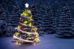 Vì sao người ta chỉ trang trí Noel bằng cây thông?